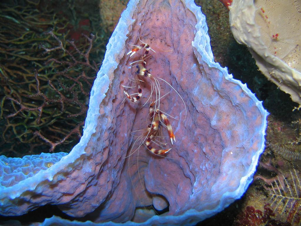 Sunset Bay Club & Seaside Dive Resort Salisbury Екстериор снимка